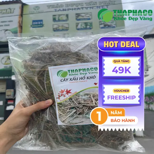 Đóng gói cây xấu hổ sấy khô chuẩn bị giao hàng sỉ