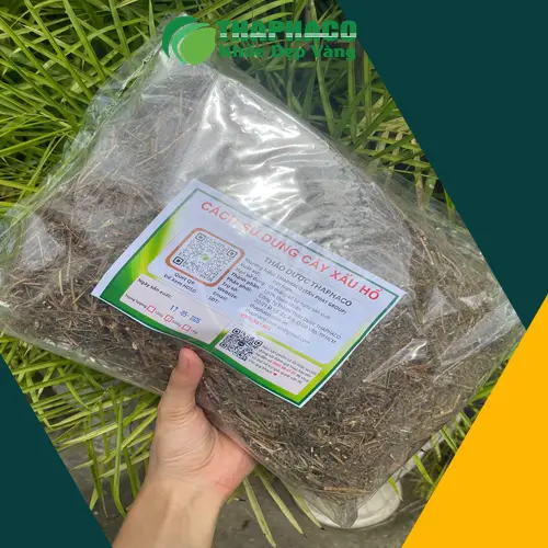 Công dụng đa dạng của cây xấu hổ trong y học cổ truyền