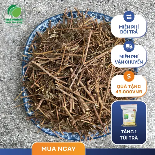 Phân tích chất lượng cây xấu hổ sấy khô tại THAPHACO