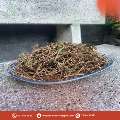 Bảo quản cây xấu hổ khô đúng cách