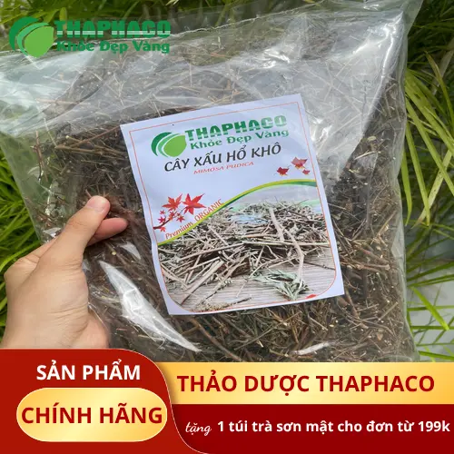 Kho chứa cây xấu hổ sấy khô số lượng lớn tại THAPHACO