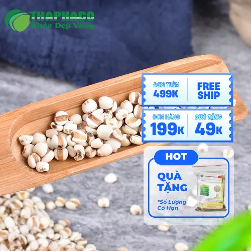 Ý dĩ khô nguyên hạt chất lượng cao