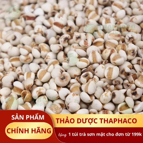 Hình ảnh hạt ý dĩ khô, sản phẩm ý dĩ chất lượng cao của Dược Liệu Sỉ THAPHACO
