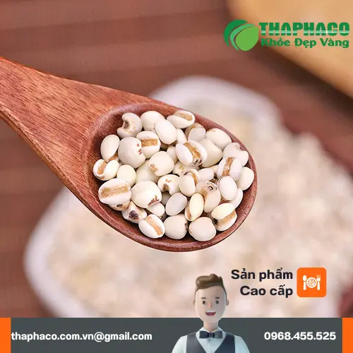 Dược liệu sỉ ý dĩ chất lượng cao tại THAPHACO TP.HCM