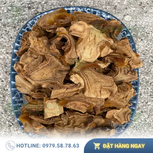 Hình ảnh cây cẩu tích tươi sống trong tự nhiên