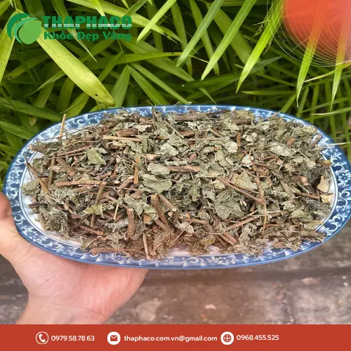 Lưu ý khi sử dụng chè dây THAPHACO