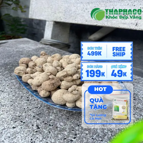 Củ tam thất nam khô chất lượng cao tại THAPHACO