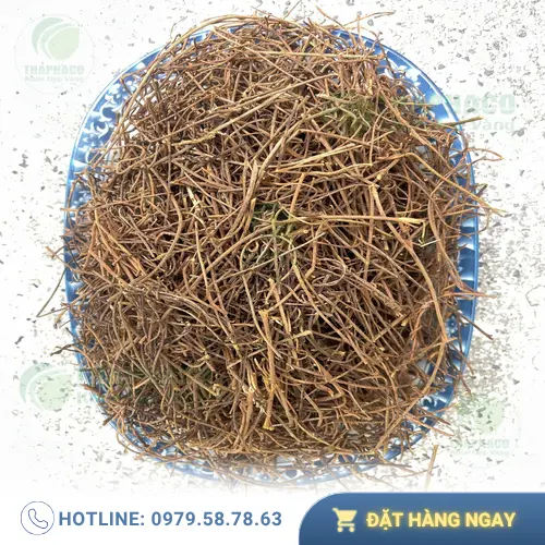 Dây tơ hồng tươi