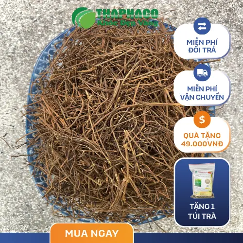 Hình ảnh dây tơ hồng tươi trên cây