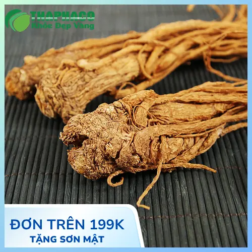 Công dụng của Đương quy với sức khỏe phụ nữ và toàn diện