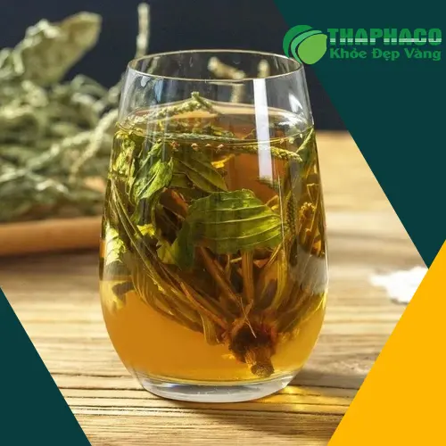 Mã đề sấy khô nguyên chất từ Dược Liệu Sỉ THAPHACO