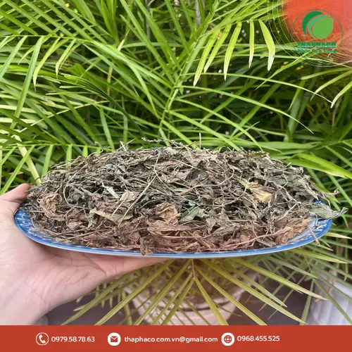 Hình ảnh lá mã đề tươi và khô được thu hoạch cẩn thận tại Dược Liệu Sỉ THAPHACO, sẵn sàng để chế biến thành trà.