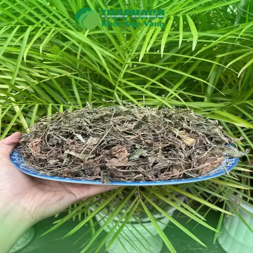 Quy trình đóng gói mã đề sấy khô chuyên nghiệp tại THAPHACO