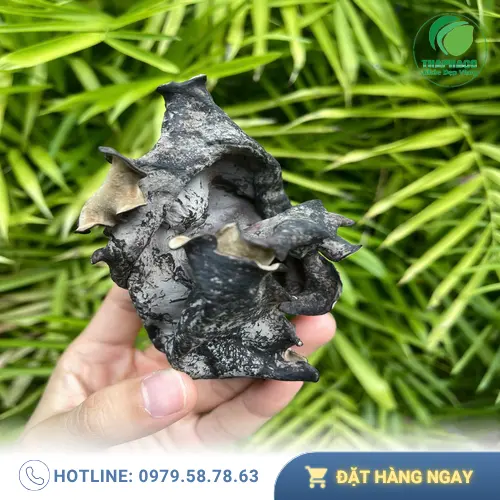 Mộc nhĩ khô nguyên tai, sạch và an toàn