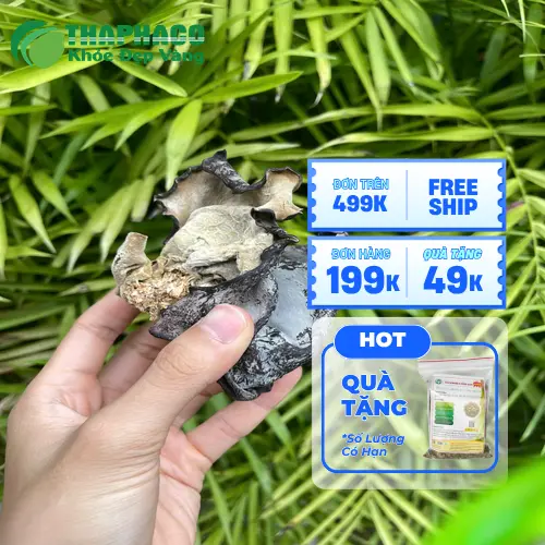 Công dụng hỗ trợ sức khỏe của mộc nhĩ sấy khô