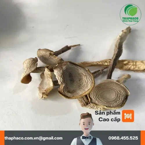 Đặc điểm nhận dạng nấm lộc nhung
