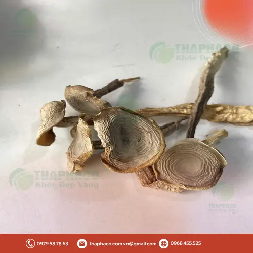 Nấm Lộc Nhung khô chất lượng từ THAPHACO