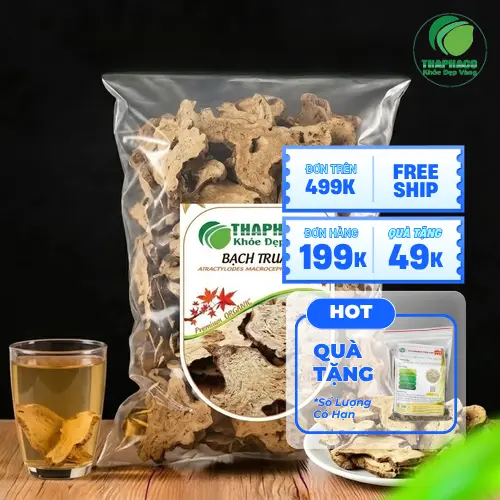 Hình ảnh cây Bạch Truật tươi với lá và hoa