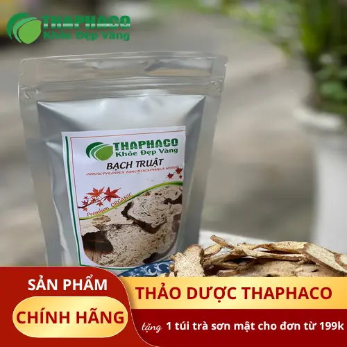 Cây bạch truật tươi trước khi chế biến