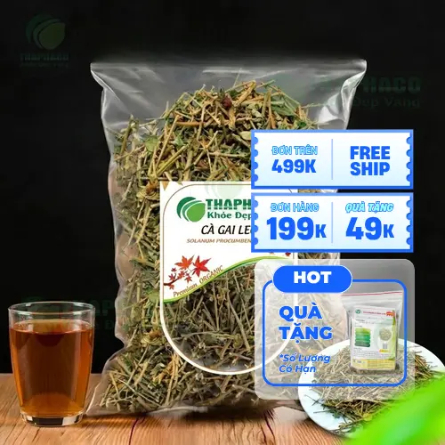 Đặc điểm cây cà gai leo với thân leo, lá có gai và quả đỏ