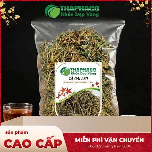 Cà gai leo toàn cây tươi, có gai và quả đỏ