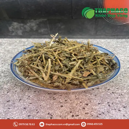 Cà gai leo khô chất lượng từ THAPHACO