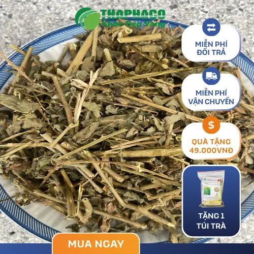 Cây cà gai leo tươi và khô