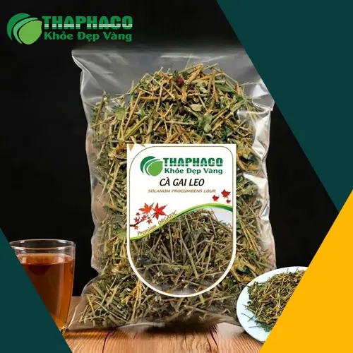 Hình ảnh cây cà gai leo, mô tả đặc điểm thân, lá và hoa.