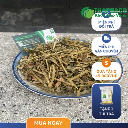 Quy trình sấy khô cà gai leo hiện đại tại THAPHACO