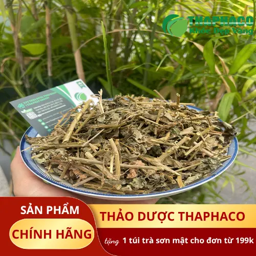 Công dụng cà gai leo hỗ trợ chức năng gan và thanh lọc cơ thể