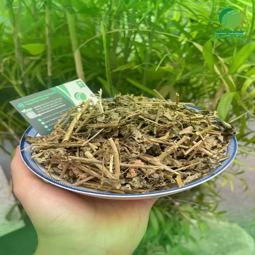 Cách sắc nước cà gai leo khô uống hàng ngày