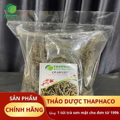 Cà gai leo tươi