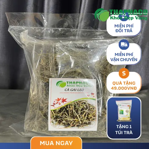 Người bị đau dạ dày đang xem xét uống cà gai leo.