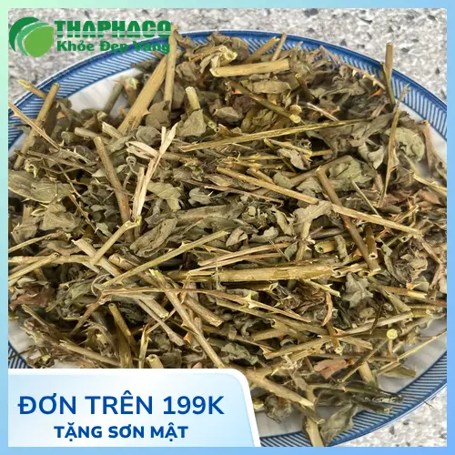 Lưu ý khi dùng cà gai leo cho phụ nữ mang thai và người bệnh