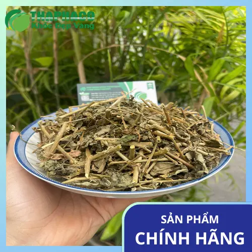 Cách sử dụng cà gai leo sấy khô đúng cách