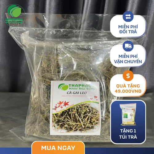 Hướng dẫn bảo quản cà gai leo khô đúng cách tại THAPHACO