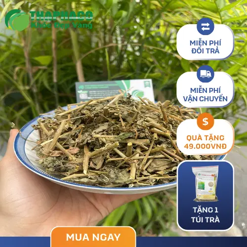 Sản phẩm cà gai leo đóng gói của THAPHACO