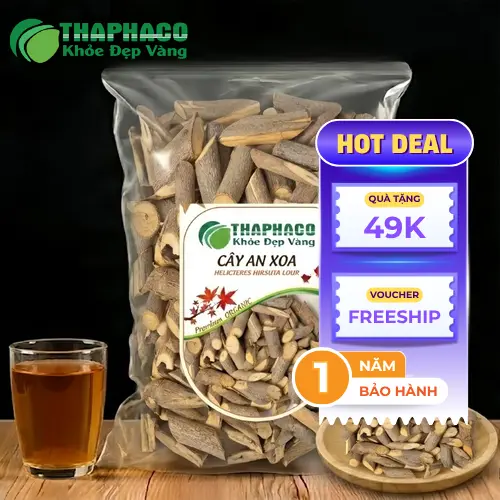 Hình ảnh cây An Xoa với thân, lá, hoa và quả đặc trưng.