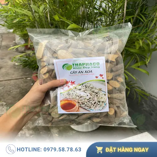 Thân và lá Cây An Xoa tươi sau khi thu hoạch.