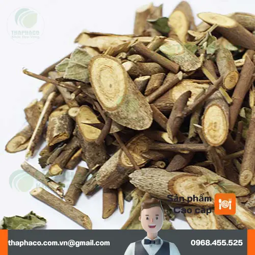 Hướng dẫn sử dụng cây An Xoa sấy khô THAPHACO