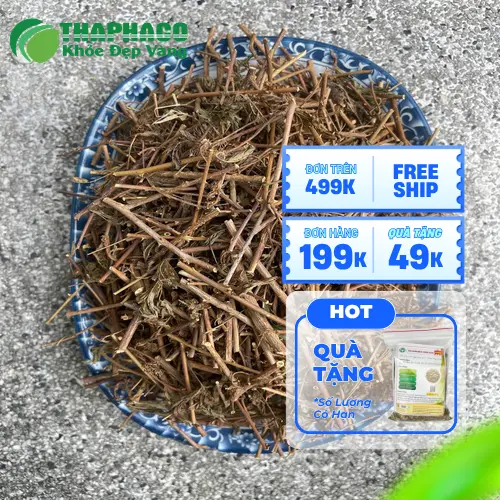 Đặc điểm lá cây xấu hổ cụp lại khi chạm vào