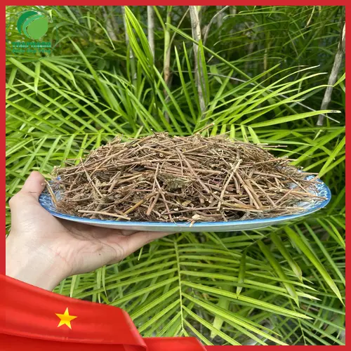 Các bộ phận của cây xấu hổ được dùng làm dược liệu