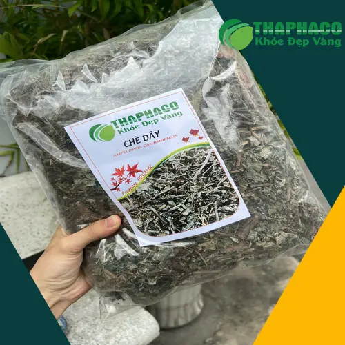 Đội ngũ THAPHACO kiểm tra chất lượng chè dây