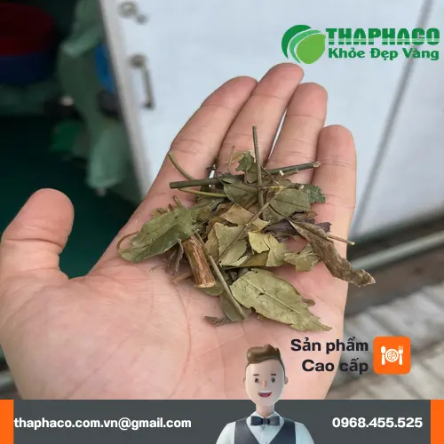 Công dụng của chè vằng khô được nhiều người tin dùng