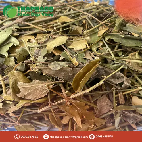 Chè Vằng Khô THAPHACO đóng gói chuyên nghiệp