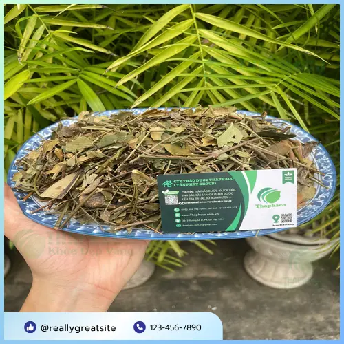 Quy trình sản xuất chè vằng sấy khô tại THAPHACO