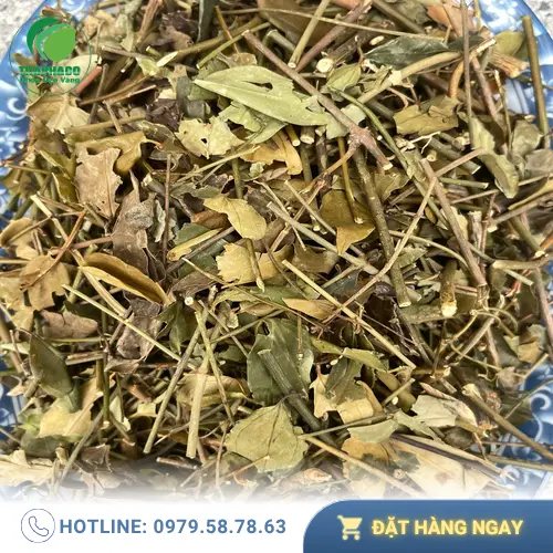 Công dụng hỗ trợ lợi sữa của chè vằng cho phụ nữ sau sinh