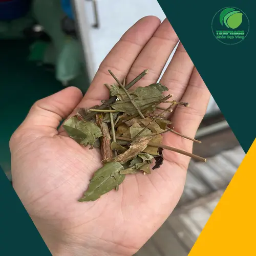 Pha và sử dụng chè vằng khô đúng cách