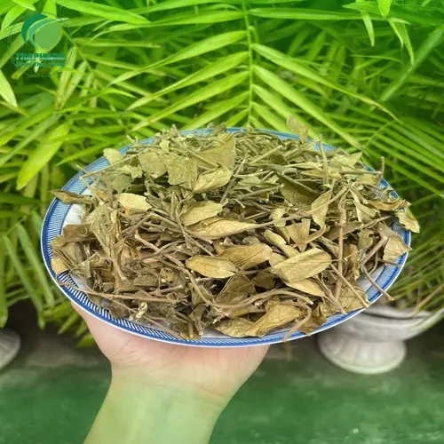 Các đối tượng cần thận trọng khi dùng Dây Thìa Canh
