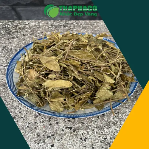 Cách sử dụng Dây Thìa Canh THAPHACO